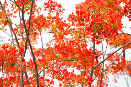 Orange Peacock Flower