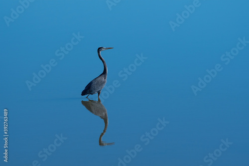 Great Blue Heron wading in glassy lake with its reflection © Stretch Clendennen