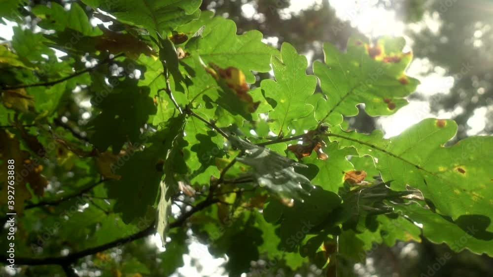 branch close up in an English forest. branch close up in an English forest.