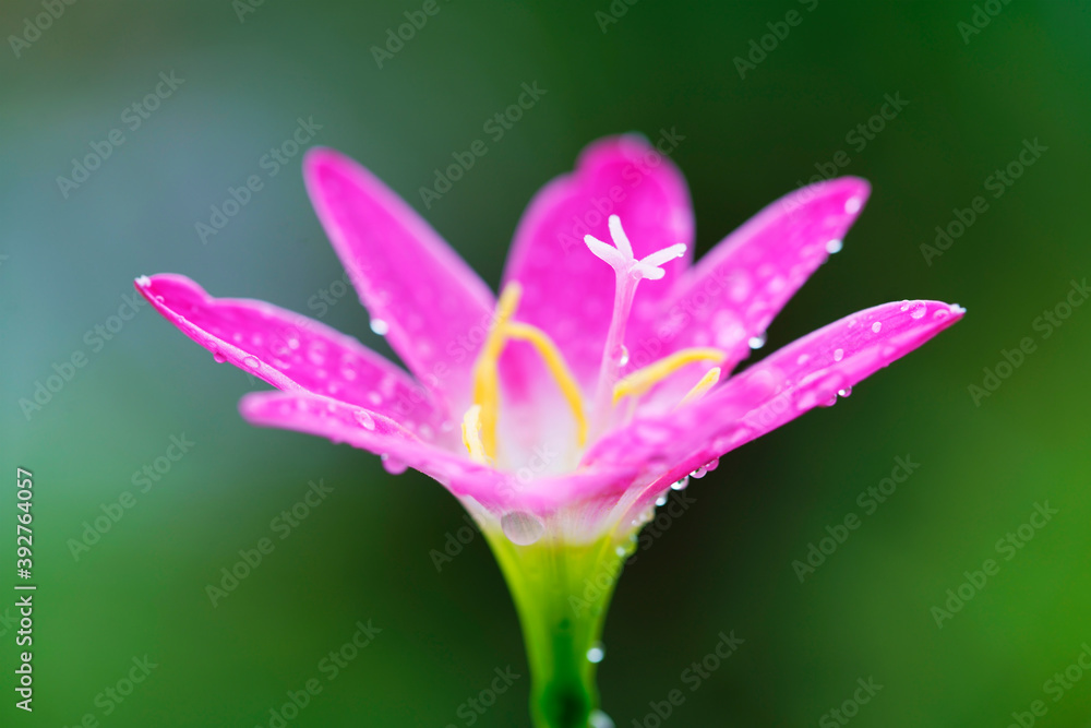 Fototapeta premium rain lily flower
