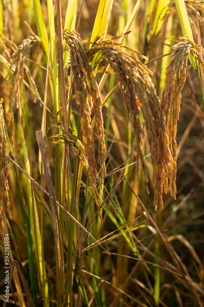 Fototapeta premium Rice fields in the beautiful morning fields.