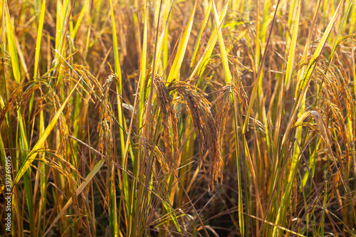 Rice fields in the beautiful morning fields.