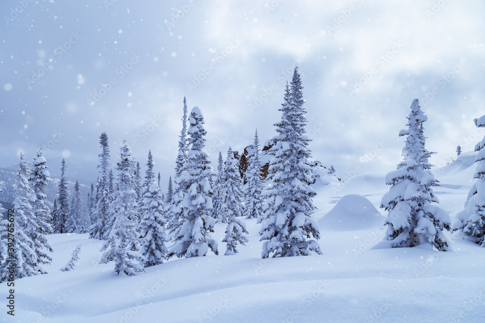 Winter coniferous forest on top of Mount Utua. Snow falling, blue sky and white snowfall. Nature View in Sheregesh Winter coniferous forest on top of Mount Utua. Snow falling, blue sky and white snowfall. Nature View in Sheregesh