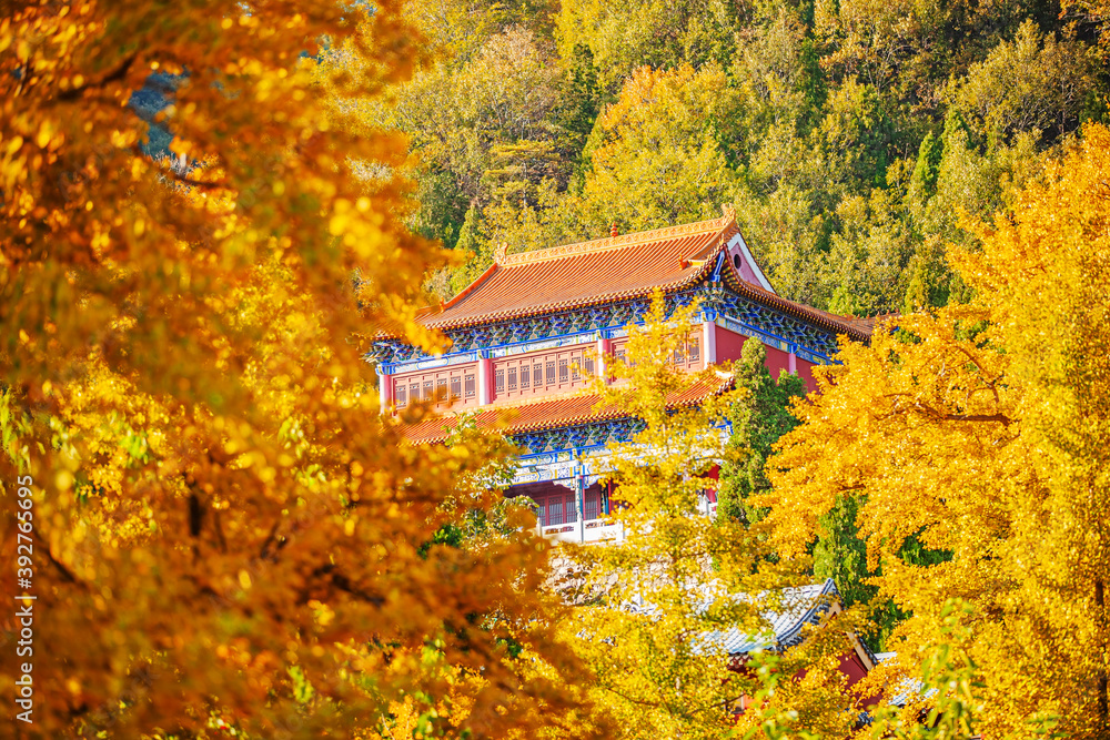 Ancient Chinese architecture and ginkgo trees in autumn Ancient Chinese architecture and ginkgo trees in autumn