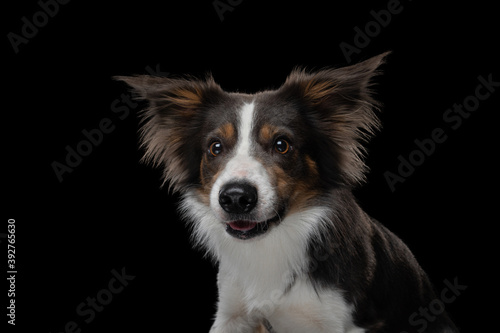 border collie funny portrait with tongue. happy dog in studio on black background.  © annaav