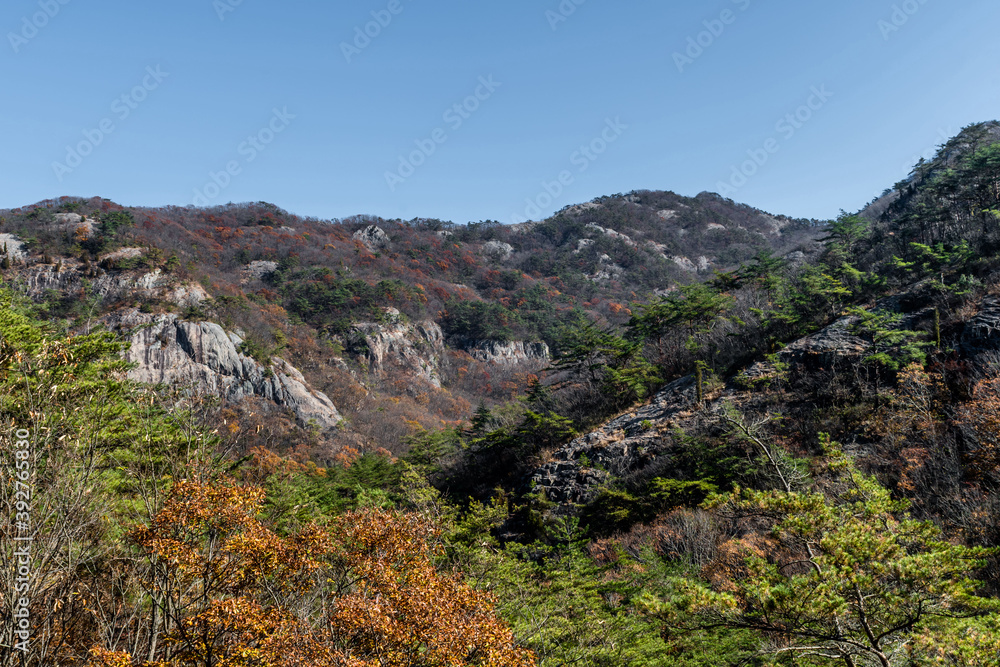 Landscape of trees in fall colors on mountainside.