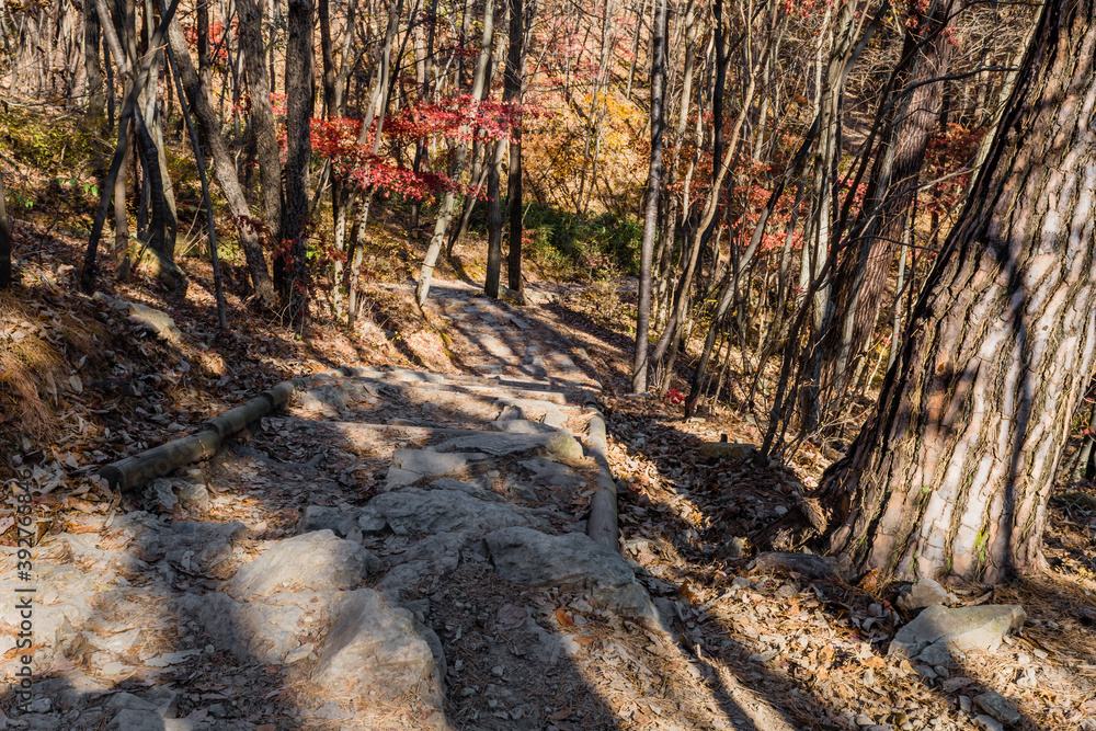 Rocky trail through trees down mountainside. Rocky trail through trees down mountainside.