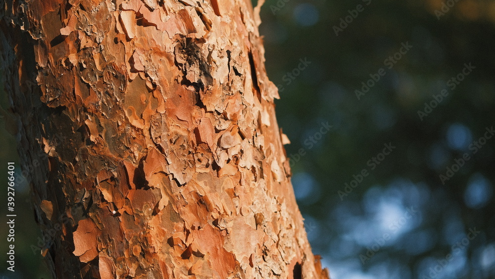 tree trunk against a green forest background