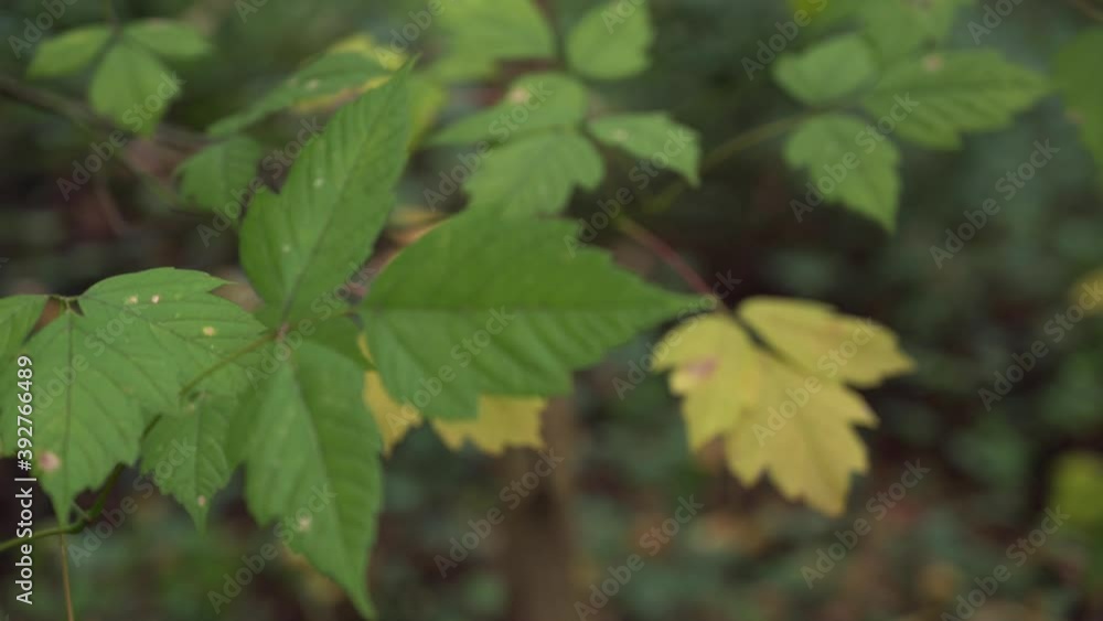 Colorful Autumn leaves moving with the wind Colorful Autumn leaves moving with the wind