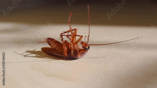 Cockroach lying upside down on floor in house and trying to get up on and stand close up, House cockroach lying upside down on floor carpet