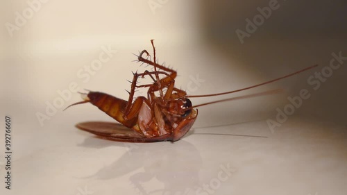 Cockroach lying upside down on floor in house and trying to get up on and stand close up, House cockroach lying upside down on floor carpet