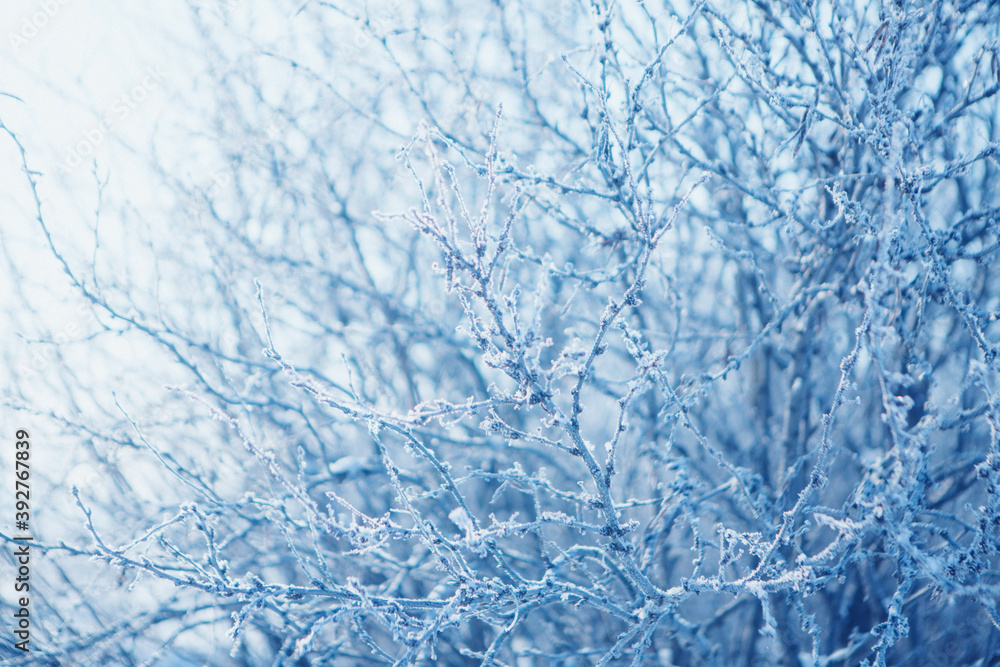 frozen tree branch close-up. frost on plants. winter landscape: the snow on the nature frozen tree branch close-up. frost on plants. winter landscape: the snow on the nature