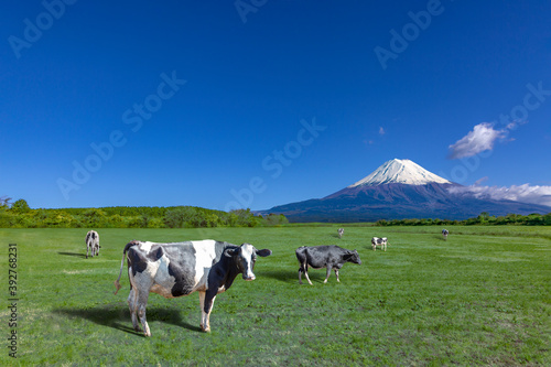 青空と富士山を背景にした高原の牧場で草を食む牛数頭
