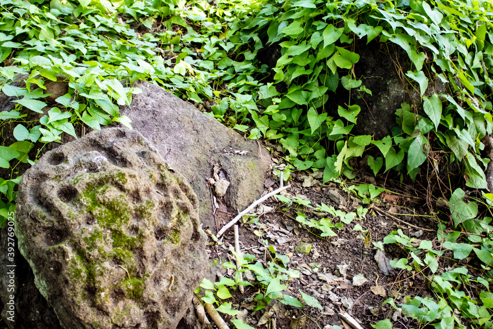 Fototapeta premium Rocks Overgrown with Ivy Show Signs of a Pre-Colombian Civilization in the Rain Forest of Zapatera Island outside of Granada, Nicaragua