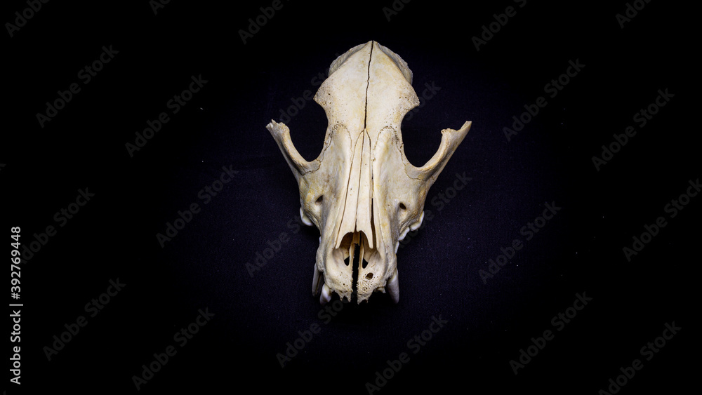Naklejka premium Dog skull isolated on black background. Animal skull.
