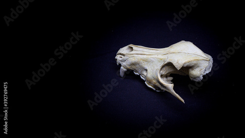 Skull of a dog, side view, isolated on black background. Animal skull. © Daniil Mokhnachev