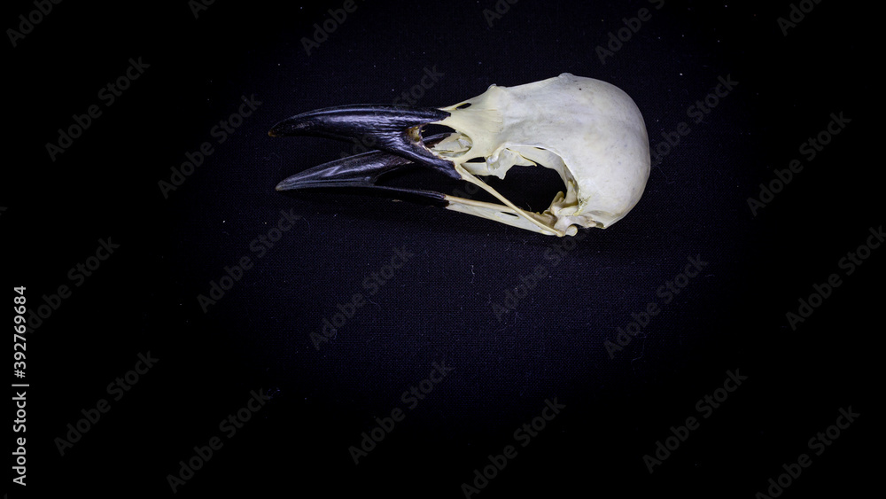raven skull, side view, on a black background. animal skull. Stock ...