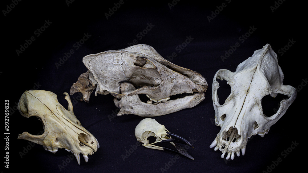 three skulls of different dogs and a raven skull isolated on a black background. Animal skulls. three skulls of different dogs and a raven skull isolated on a black background. Animal skulls.