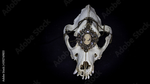 Skull of a dog with various vintage jewelry and other decorations isolated on black background. Animal skull.
