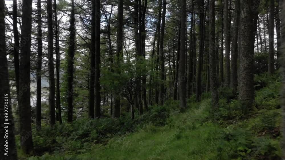 Drone shot flying backwards through a thick forest in Scotland. Slow reveal of trees in a forest UK Drone shot flying backwards through a thick forest in Scotland. Slow reveal of trees in a forest UK