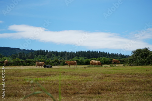 牧草地の放牧牛