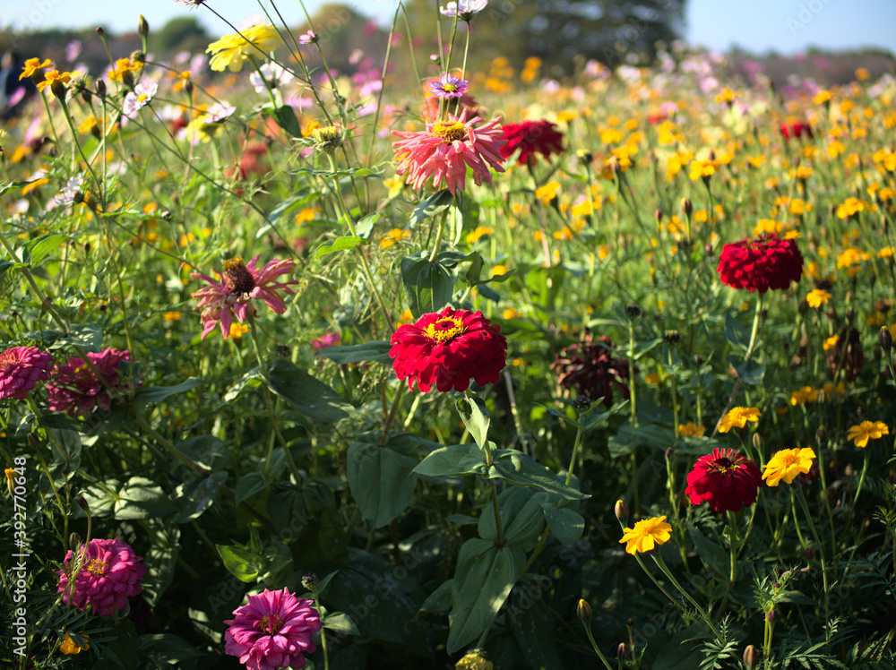 Obraz premium 花畑