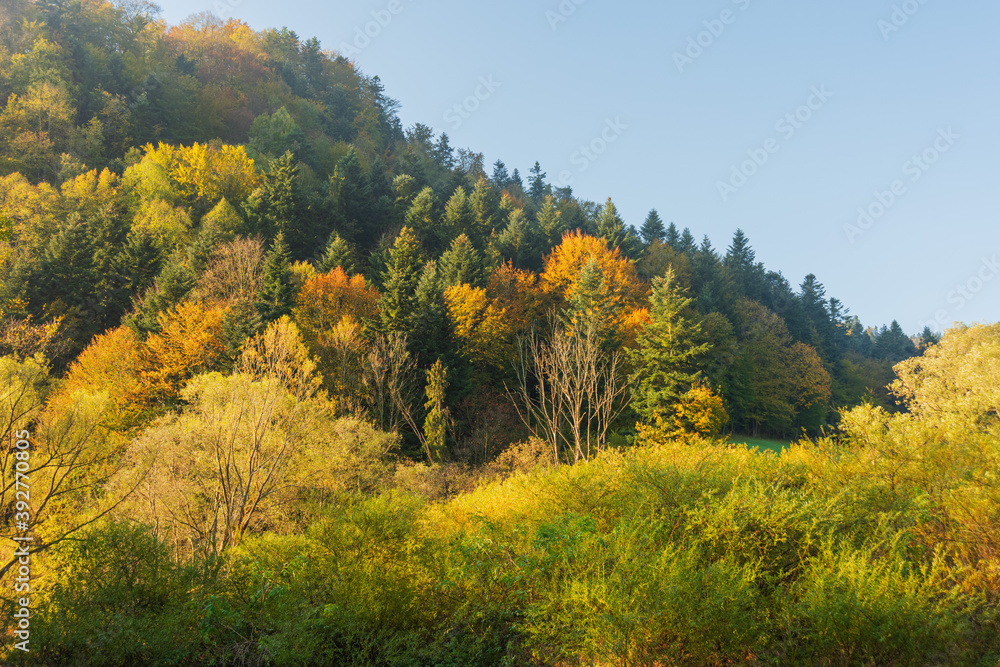 Fog in the mountain forest with yellow and red leaves, top view Fog in the mountain forest with yellow and red leaves, top view