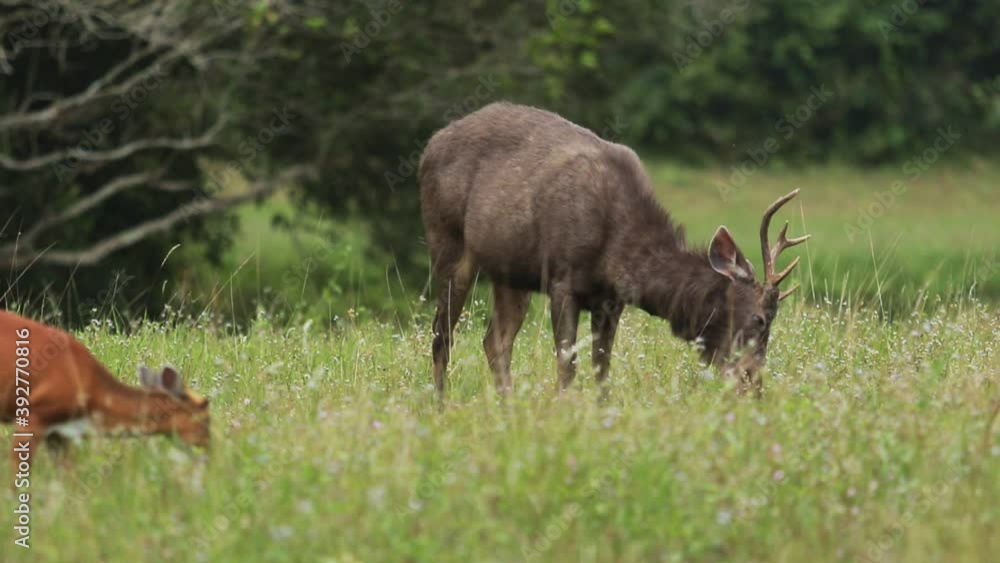 sambar deer in khaoyai national park thailand