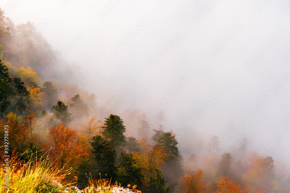 Fototapeta premium Fog in the mountain forest with yellow and red leaves, top view 