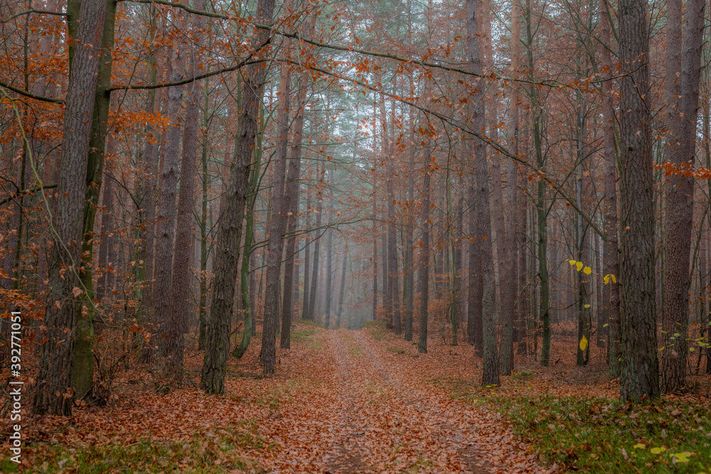 Obraz premium autumn in the forest