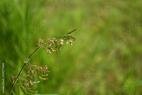 small little flower on the grass close up © Pannakornsnapit