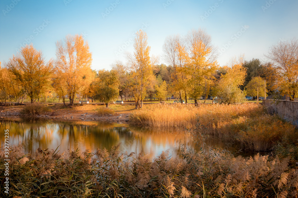 autumn in a park with a lake