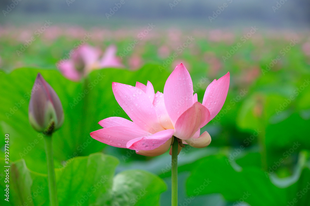 Lotus in the pond