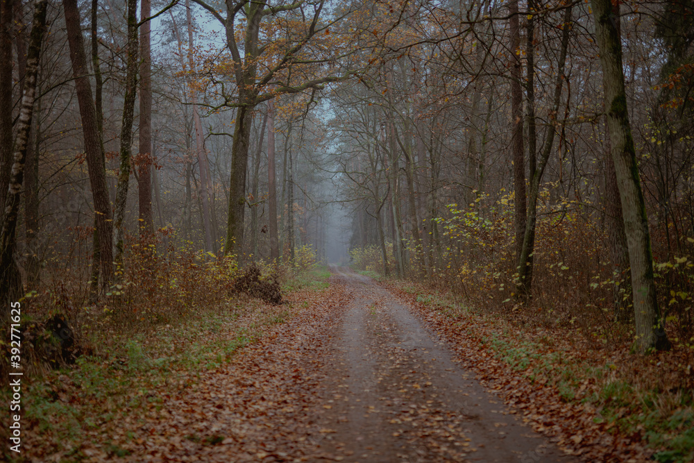 path in the woods path in the woods