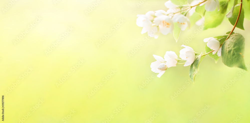 Branches of blossoming flowering plants on natural blurry background. Fresh green tree leaves of light outdoors sun on summer. Close-up, copy space, banner