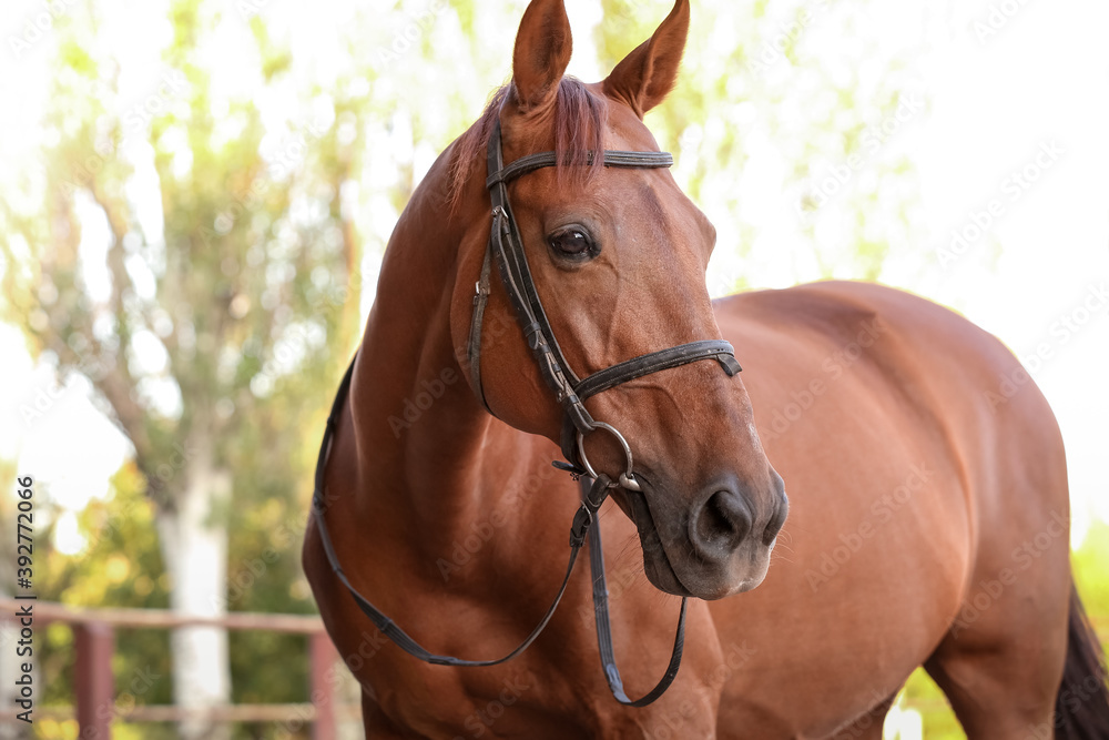 Obraz premium Beautiful brown horse outdoors on sunny day