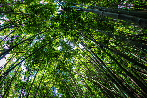 Fototapeta Naklejka Na Ścianę i Meble -  Bamboo Forest in Hawaii