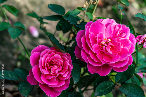 Roses blooming in October