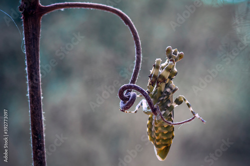 Creobroter gemmatus with beautiful Pose's © abdul gapur dayak