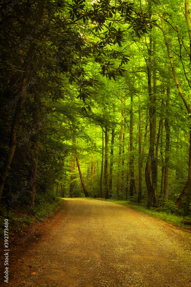 Curving road in the woods in the Smoky Mountains