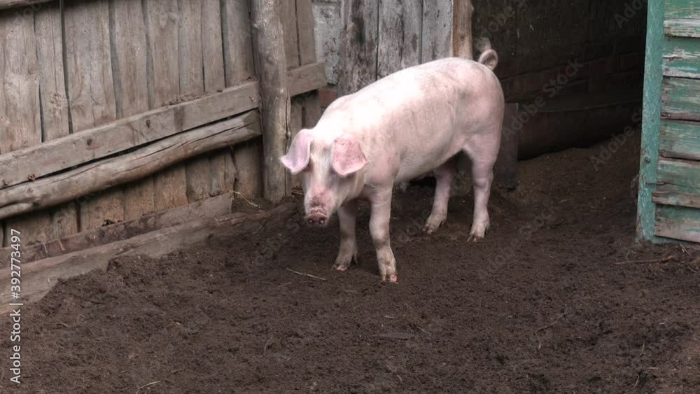 Country courtyard with a pig. The piglet comes out of the pen. Pink pigs in the pigsty. Farming Concept.
Country courtyard with a pig. The piglet comes out of the pen. Pink pigs in the pigsty. Farming Concept.