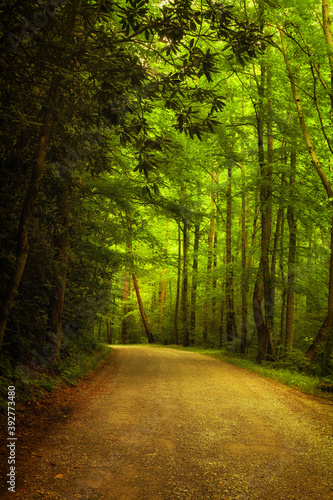 Curving road in the woods in the Smoky Mountains © Andrew S.