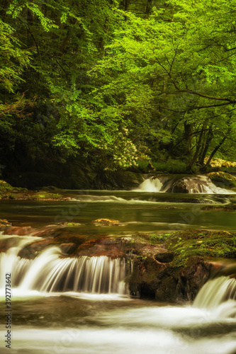 Fototapeta Naklejka Na Ścianę i Meble -  River in the woods in the Smoky Mountains
