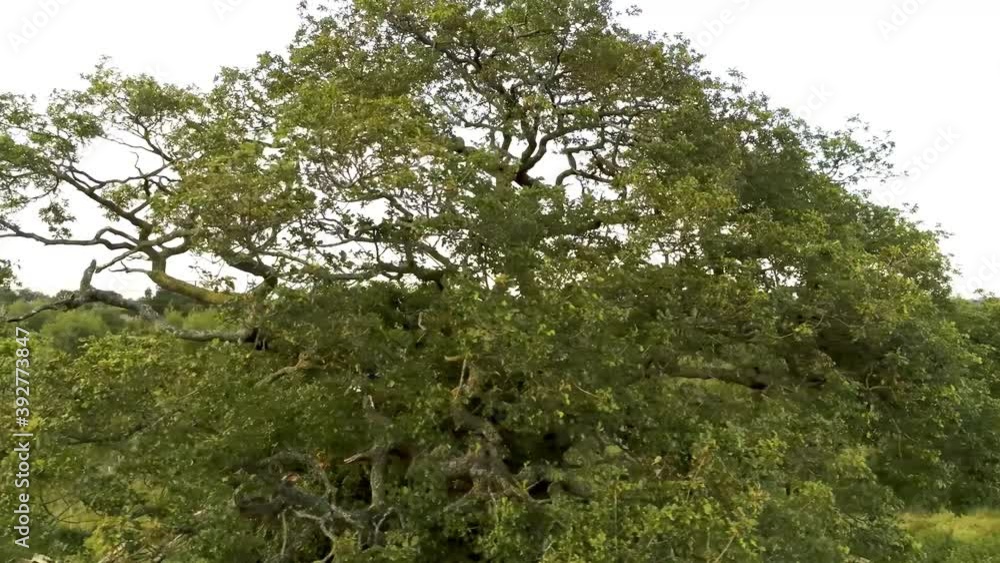 Dense rugged green countryside tree aerial view orbiting around twisted branches and foliage Dense rugged green countryside tree aerial view orbiting around twisted branches and foliage