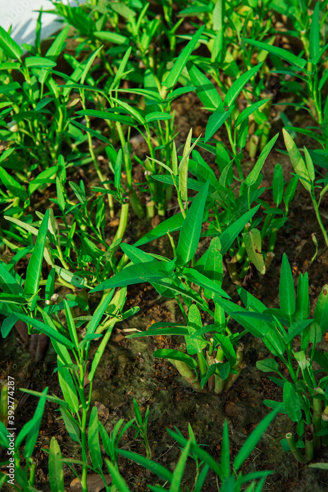 kangkung or water spinach growing in the garden.