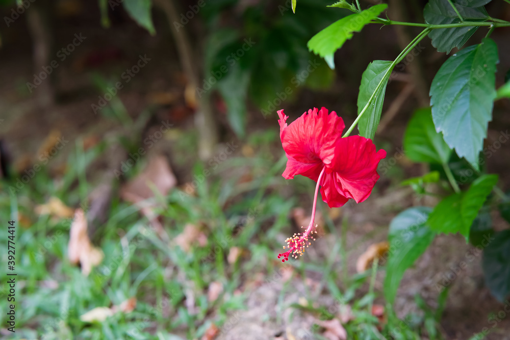 bright large flower of red hibiscus in the garden. known as 