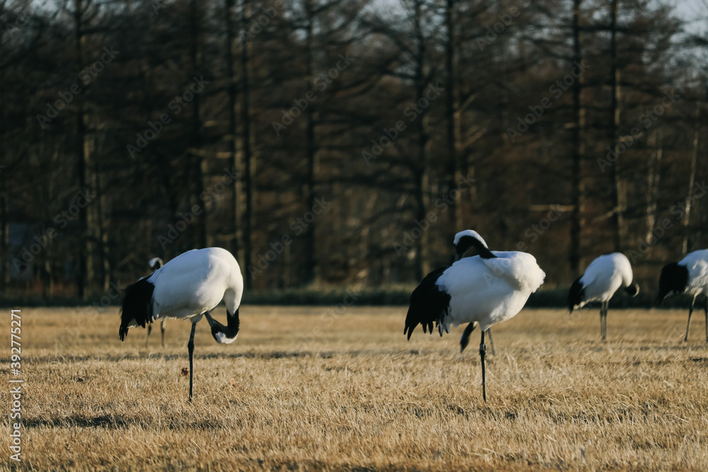 Obraz premium Red-crowned crane bird from Kushiro, Hokkaido in winter season.