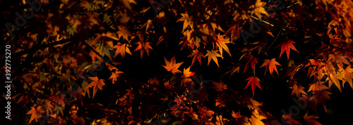 autumn colors