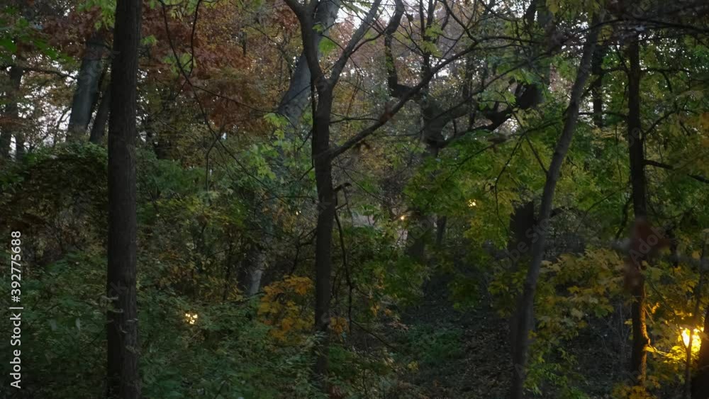 Gentle pan and tilt down through forested park at dusk, there is a walking man in the distance down the path Gentle pan and tilt down through forested park at dusk, there is a walking man in the distance down the path