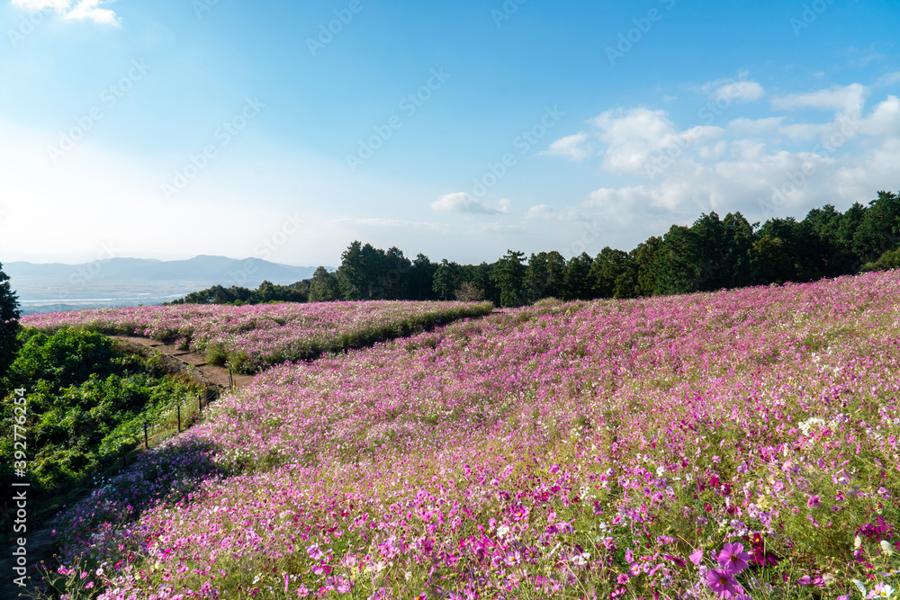 長崎県諫早市　白木峰高原に咲く秋桜